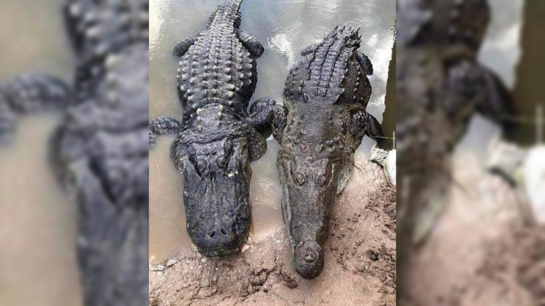 Sabes cual es la diferencia entre un cocodrilo y un caimán? – NotiRed34