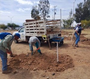 Embellece el Gobierno de Parral acceso a la ciudad con la plantación estratégica de olivos